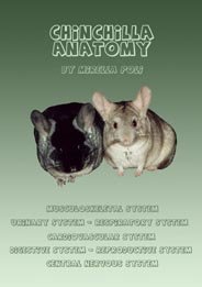 Chinchilla Anatomy