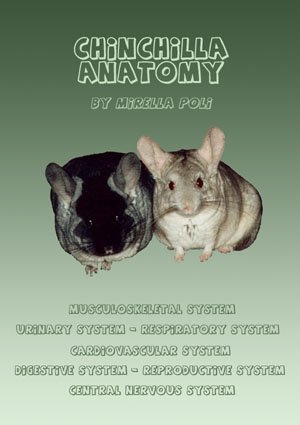 Chinchilla Anatomy by Mirella Poli Chinchilla Anatomy by Mirella Poli