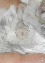 Chinchilla Examination - Anus of a male chinchilla.  Chinchilla Chronicles. Chinchilla Examination - Anus of a male chinchilla.  Chinchilla Chronicles.