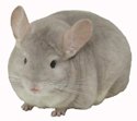 Beige/Violet female chinchilla. �