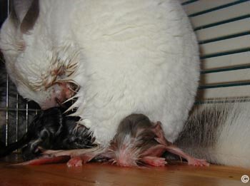 Chinchilla Birth - Chin-mum having just given birth to two kits. Notice her bending down to aid the final kit being born whilst keeping the other underneath her to keep warm.  Andreas Perlitz. Chinchilla Birth - Chin-mum having just given birth to two kits. Notice her bending down to aid the final kit being born whilst keeping the other underneath her to keep warm.  Andreas Perlitz.