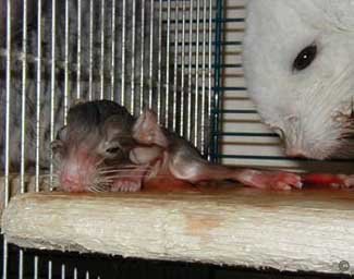 Chinchilla Birth - It is important that new born kits are dried shortly after birth to prevent hypothermia and death.  Andreas Perlitz.
