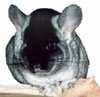 Chinchilla Colour Mutation - Standard TOV - Black Velvet.  Chinchilla Chronicles. Chinchilla Colour Mutation - Standard TOV - Black Velvet.  Chinchilla Chronicles.