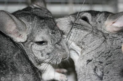 Breeding Chinchillas - Two 'Standard Grey' chinchillas getting acquainted.  Misono. Breeding Chinchillas - Two 'Standard Grey' chinchillas getting acquainted.  Misono.