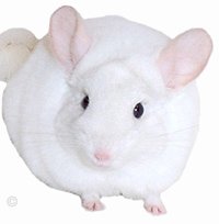 Breeding Chinchillas - Caution must be maintained when breeding two 'white' chinchillas together and any TOV with another TOV.  Jo Ann McCraw. Breeding Chinchillas - Caution must be maintained when breeding two 'white' chinchillas together and any TOV with another TOV.  Jo Ann McCraw.