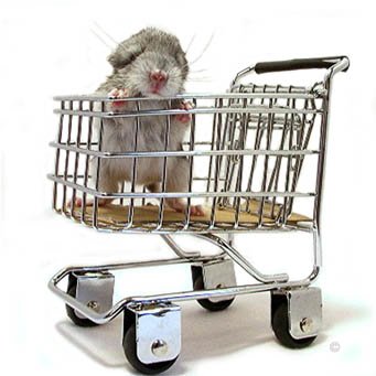 Buying a Chinchilla - A chinchilla baby posing in a shopping trolley.  Jo Ann McCraw. Buying a Chinchilla - A chinchilla baby posing in a shopping trolley.  Jo Ann McCraw.
