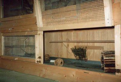 Cage maintenance is paramount towards good health and vitality.  Chinchilla Chronicles.