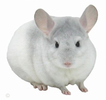 Chinchilla Castration - Sapphire and White Mosaic pre castration.  chinchillas.com Chinchilla Castration - Sapphire and White Mosaic pre castration.  chinchillas.com