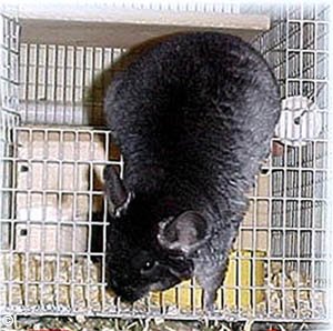 Catching a Chinchilla - Standard TOV (Black Velvet) escaping from her cage.  Jo Ann McCraw.