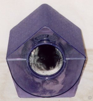 Catching a Chinchilla - Standard TOV (Black Velvet) female chinchilla having a bath in a dust-house. A 'dust-bath is a great way to catch a chinchilla.  Chinchilla Chronicles. Catching a Chinchilla - Standard TOV (Black Velvet) female having a bath in a dust-house. A 'dust-bath' is a great way to catch a chinchilla.  Chinchilla Chronicles.