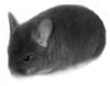 Chinchilla Colour Mutation - Charcoal.  Kelly Lynn Smith. Chinchilla Colour Mutation - Charcoal.  Kelly Lynn Smith.