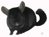 Chinchillas For Sale - Homozygous Ebony male.  chinchillas.com Chinchillas For Sale - Homozygous Ebony male.  chinchillas.com