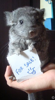 Buying a Chinchilla - A young Hetero Ebony (Violet Carrier) chinchilla for sale.  Christopher Eroy. Buying a Chinchilla - A young Hetero Ebony (Violet Carrier) chinchilla for sale.  Christopher Eroy.