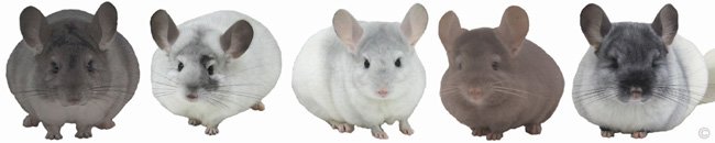 Chinchilla Group - Silver female, White Mosaic female, Sapphire & White Mosaic female, Tan female, TOV White female. © chinchillas.com Chinchilla Group - Silver female, White Mosaic female, Sapphire & White Mosaic female, Tan female, TOV White female. © chinchillas.com