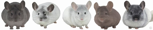 Chinchilla Group - Silver female, White Mosaic female, Sapphire & White Mosaic female, Tan female, TOV White female. © chinchillas.com