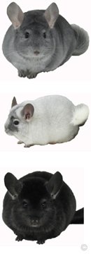 Chinchilla Group - Sapphire male, White Mosaic female, Ebony female.  chinchillas.com Chinchilla Group - Sapphire male, White Mosaic female, Ebony female.  chinchillas.com