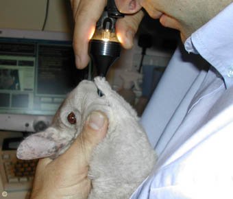 Chinchilla Examination - Heterozygous Beige male having his six monthly dental check-up.  Chinchilla Chronicles. Chinchilla Examination - Heterozygous Beige male having his six monthly dental check-up.  Chinchilla Chronicles.