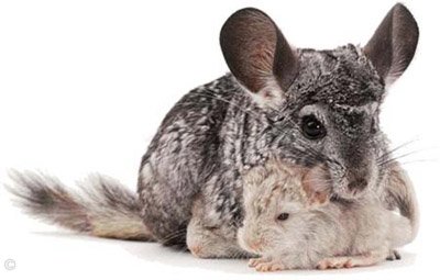 Chinchilla Birth - Standard Grey mother after giving birth to her two kits - one Standard Grey and the other Heterozygous Beige.  Chinchilla Birth - Standard Grey mother after giving birth to her two kits - one Standard Grey and the other Heterozygous Beige.