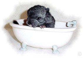 Chinchilla Baby/Kit - New born kit posing for a photo.  Jo Ann McCraw. Chinchilla Baby/Kit - New born kit posing for a photo.  Jo Ann McCraw.