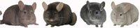 Chinchilla Group - Heterozygous Beige, Dark Tan, Violet and Beige/Violet. �