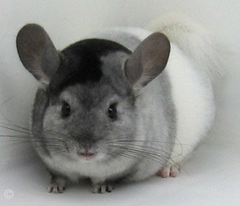 Chinchilla Colour Mutation - Unique Tri-Colour White Mosaic.  chinchillas.com