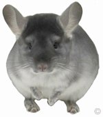 Chinchilla Health. TOV Sapphire female in great health.  chinchillas.com Chinchilla Health - TOV Sapphire female in great health.  chinchillas.com