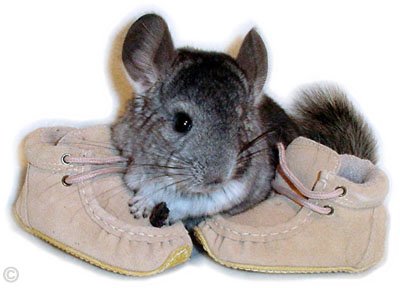 Chinchilla Kit/Baby - A Standard Grey chinchilla kit.  Jo Ann McCraw. Chinchilla Kit/Baby A Standard Grey chinchilla kit.  Jo Ann McCraw.