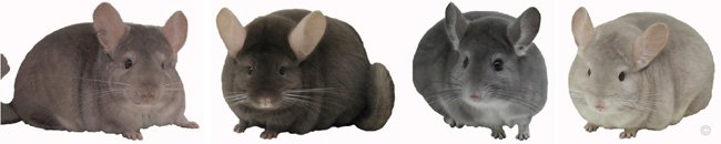 Chinchilla Group - Heterozygous Beige male, Dark Tan female, Violet female & Beige/Violet female.  chinchillas.com