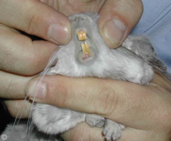 Chinchilla Teeth - Teeth of a chinchilla are long and orange in colour.  Chinchilla Chronicles.