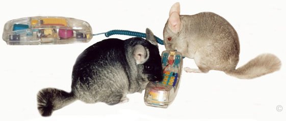 Heterozygous Beige male chinchilla chatting on the telephone with his mate, a female Black Velvet.  Chinchilla Chronicles.