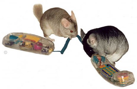 Two cheeky chinchillas gnawing the wires on a telephone.  Chinchilla Chronicles.