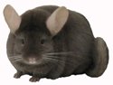 Dark Tan female chinchilla. �