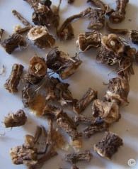 Chinchilla Nutrition (Food and Diet) - Organic dried dandelion roots can be offered to a chinchilla and pefectly safe for them. �