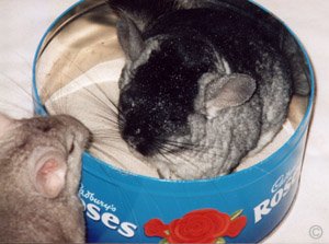 Shedding and Grooming - Chinchillas living in pairs encourage one another to groom. You will find when one is having a bath, the other is waiting to jump in for its turn.  Chinchilla Chronicles. Shedding and Grooming - Chinchillas living in pairs encourage one another to groom. You will find when one is having a bath, the other is waiting to jump in for its turn.  Chinchilla Chronicles.
