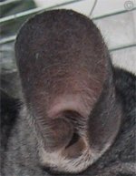 Chinchilla Examination - Chinchillas have huge ears which should be examined regularly.  Chinchilla Examination - Chinchillas have huge ears which should be examined regularly.