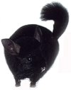 Chinchilla Colour Mutation - Homozygous Ebony.  Jo Ann McCraw. Chinchilla Colour Mutation - Homozygous Ebony.  Jo Ann McCraw.