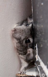 Chinchilla Exercise - When a chinchilla is allowed exercise out of their cage environment, you must remember they can fit through the tinest of places. Here Kai demonstrates his ability to fit through a tight space. � David Hannah.