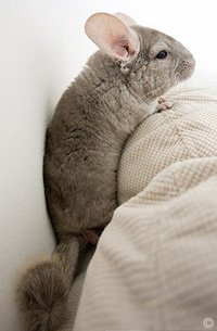Chinchilla Exercise - A chinchilla making himself comfortable for a night on the sofa watching TV.  Justin Qian. Chinchilla Exercise - A chinchilla making himself comfortable for a night on the sofa watching TV.  Justin Qian.
