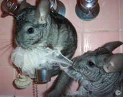 Chinchilla Exercise - Two mischievious chinchillas let loose in a bathroom and arguing over a body scrub.  Davin Manky. Chinchilla Exercise - Two mischievious chinchillas let loose in a bathroom and arguing over a body scrub.  Davin Manky.