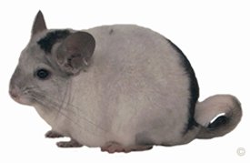 Chinchilla Care - Extreme White Mosaic male chinchilla.  chinchillas.com Chinchilla Care - Extreme White Mosaic male chinchilla.  chinchillas.com