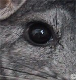 Chinchilla Examination - The eyes of a chinchilla are bright and sparkly. Wet and dull eyes are the first indication of an under lying illness. 