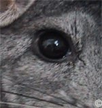 A chinchilla's eye should be bright, clear and dry. Any signs of discharge or weepiness indicates and underlying health issue.   chinchilla's eye should be bright, clear and dry. Any signs of discharge or weepiness indicates and underlying health issue.