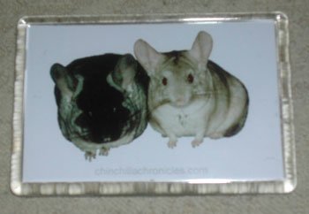 FREE fridge magnet. FREE fridge magnet.