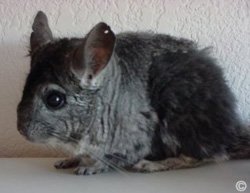 This chinchilla was attacked by siblings and started to chew its own fur due to stress. 