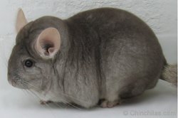 Chinchilla Genetics - Beige/Ebony Carrier.  chinchillas.com Chinchilla Genetics - Beige/Ebony Carrier.  chinchillas.com