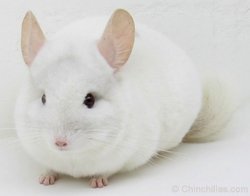 Chinchilla Genetics - (Co-Dominant Gene) Pink White.  chinchillas.com Chinchilla Genetics - (Co-Dominant Gene) Pink White.  chinchillas.com