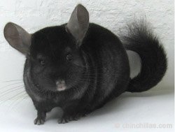 Chinchilla Genetics - Weakly Dominant Gene - Ebony Male.  chinchillas.com Chinchilla Genetics - Weakly Dominant Gene - Ebony Male.  chinchillas.com