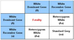 Chinchilla Genetics - The outcome shown in this Punnet Square confirms 25% less offspring would be produced, 25% would be Standard Grey and 50% would be Heterozygous (known as White Moasic).