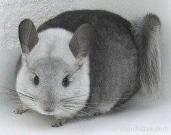 Chinchilla Genetics - Incomplete Dominant Gene - White Mosaic.  chinchillas.com Chinchilla Genetics - Incomplete Dominant Gene - White Mosiac.  chinchillas.com