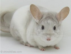 Chinchilla Genetics - Incomplete Dominant Gene - Beige/White Mosaic.  chinchillas.com Chinchilla Genetics - Incomplete Dominant Gene - Beige/White Mosiac.  chinchillas.com